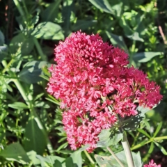Centranthus ruber (Red Valerian, Kiss-me-quick, Jupiter's Beard) at Mount Majura - 24 Sep 2023 by abread111