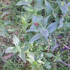 Centranthus ruber at Majura, ACT - 24 Sep 2023