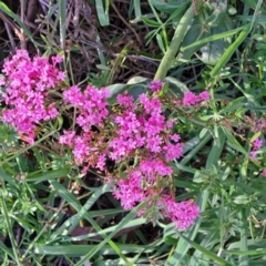 Centranthus ruber at Majura, ACT - 24 Sep 2023 04:14 PM