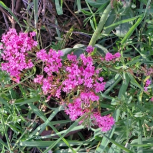 Centranthus ruber at Majura, ACT - 24 Sep 2023 04:14 PM