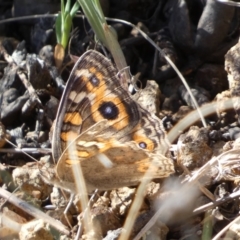 Junonia villida (Meadow Argus) at Belconnen, ACT - 24 Sep 2023 by SteveBorkowskis
