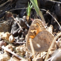 Junonia villida at Belconnen, ACT - 24 Sep 2023 03:58 PM