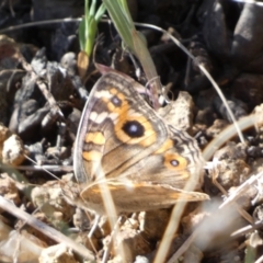 Junonia villida at Belconnen, ACT - 24 Sep 2023 03:58 PM