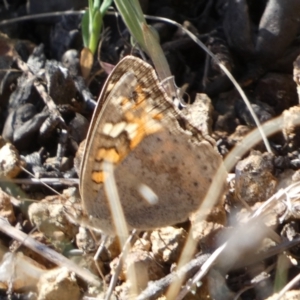 Junonia villida at Belconnen, ACT - 24 Sep 2023 03:58 PM