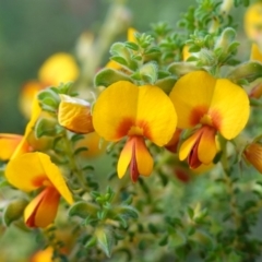 Pultenaea foliolosa (Small Leaf Bushpea) at Albury - 18 Sep 2023 by RobG1