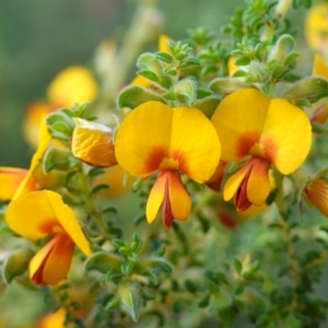 Pultenaea foliolosa at Glenroy, NSW - 18 Sep 2023