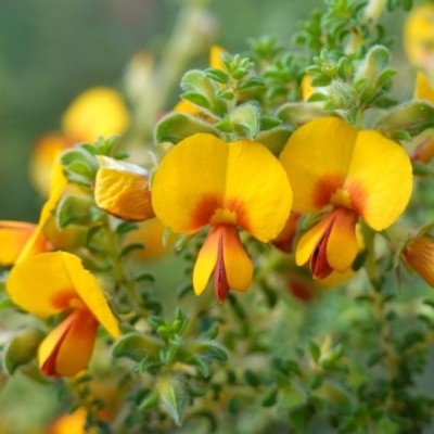 Pultenaea foliolosa (Small Leaf Bushpea) at Nail Can Hill - 18 Sep 2023 by RobG1