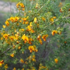 Pultenaea foliolosa at Glenroy, NSW - 18 Sep 2023 03:34 PM