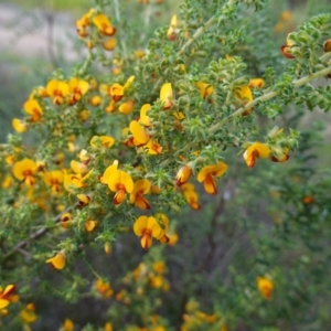 Pultenaea foliolosa at Glenroy, NSW - 18 Sep 2023