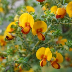 Pultenaea foliolosa at Glenroy, NSW - 18 Sep 2023