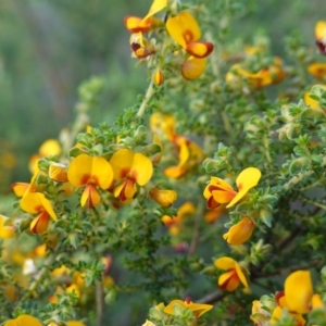 Pultenaea foliolosa at Glenroy, NSW - 18 Sep 2023