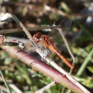 Diplacodes bipunctata at Woodstock Nature Reserve - 24 Sep 2023