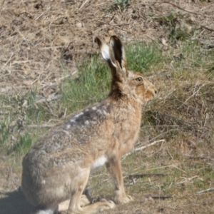 Lepus capensis at Belconnen, ACT - 24 Sep 2023