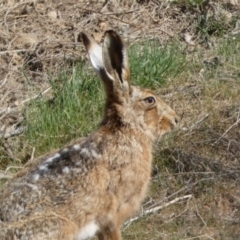 Lepus capensis at Belconnen, ACT - 24 Sep 2023