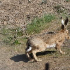Lepus capensis at Belconnen, ACT - 24 Sep 2023