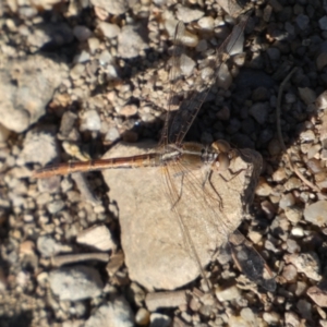 Diplacodes bipunctata at Woodstock Nature Reserve - 24 Sep 2023