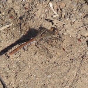 Diplacodes haematodes at Woodstock Nature Reserve - 24 Sep 2023 05:03 PM