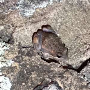 Limnodynastes dumerilii at Rendezvous Creek, ACT - 9 Mar 2019