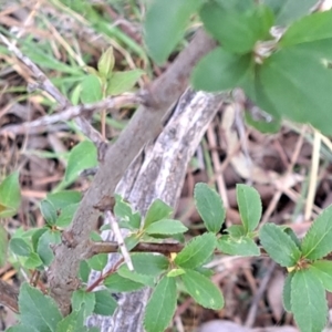 Prunus sp. at Mount Majura - 24 Sep 2023 05:31 PM