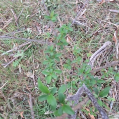 Prunus sp. at Mount Majura - 24 Sep 2023