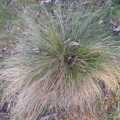 Nassella trichotoma (Serrated Tussock) at Majura, ACT - 24 Sep 2023 by abread111