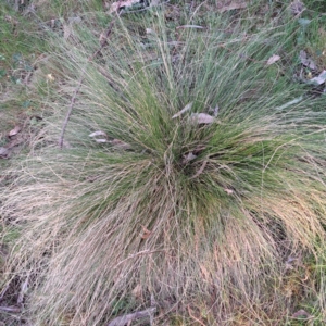 Nassella trichotoma at Majura, ACT - 24 Sep 2023