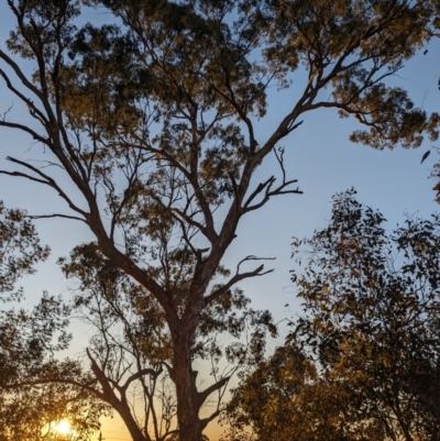 Callocephalon fimbriatum (Gang-gang Cockatoo) at Mount Ainslie - 24 Sep 2023 by AmyJB