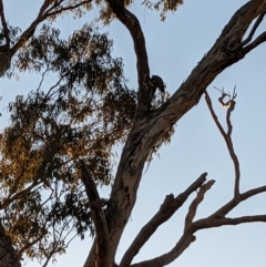 Callocephalon fimbriatum at Ainslie, ACT - suppressed