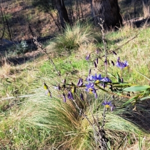 Nassella trichotoma at Majura, ACT - 24 Sep 2023