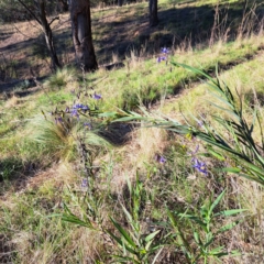 Nassella trichotoma at Majura, ACT - 24 Sep 2023