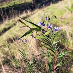 Stypandra glauca (Nodding Blue Lily) at Majura, ACT - 24 Sep 2023 by abread111