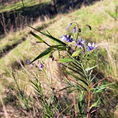Stypandra glauca (Nodding Blue Lily) at Mount Majura - 24 Sep 2023 by abread111