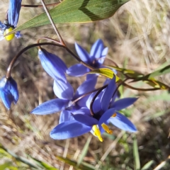 Stypandra glauca at Majura, ACT - 24 Sep 2023