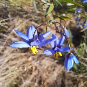 Stypandra glauca at Majura, ACT - 24 Sep 2023