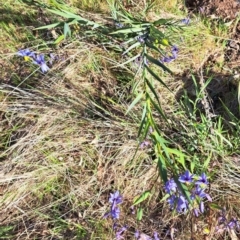 Stypandra glauca at Majura, ACT - 24 Sep 2023