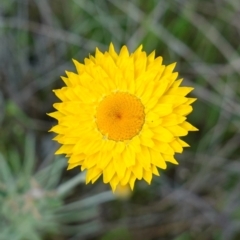 Leucochrysum albicans subsp. albicans (Hoary Sunray) at Nail Can Hill - 18 Sep 2023 by RobG1