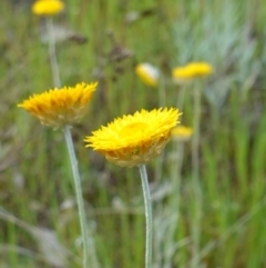 Leucochrysum albicans subsp. albicans at Glenroy, NSW - 18 Sep 2023 03:34 PM