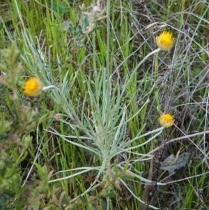 Leucochrysum albicans subsp. albicans at Glenroy, NSW - 18 Sep 2023 03:34 PM