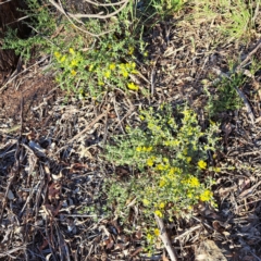 Hibbertia obtusifolia (Grey Guinea-flower) at Mount Majura - 24 Sep 2023 by abread111