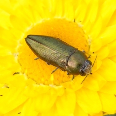 Unidentified Jewel beetle (Buprestidae) at Nail Can Hill - 18 Sep 2023 by RobG1