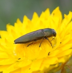 Melobasis propinqua at Glenroy, NSW - 18 Sep 2023 03:35 PM