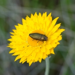 Melobasis propinqua at Glenroy, NSW - 18 Sep 2023 03:35 PM