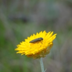 Melobasis propinqua at Glenroy, NSW - 18 Sep 2023 03:35 PM