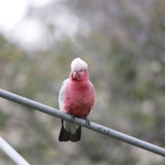 Eolophus roseicapilla at Holt, ACT - 22 Aug 2020