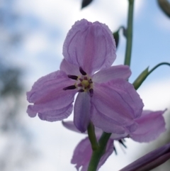 Arthropodium strictum (Chocolate Lily) at Glenroy, NSW - 18 Sep 2023 by RobG1