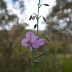 Arthropodium strictum at Glenroy, NSW - 18 Sep 2023 03:37 PM