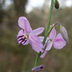 Arthropodium strictum at Glenroy, NSW - 18 Sep 2023 03:37 PM
