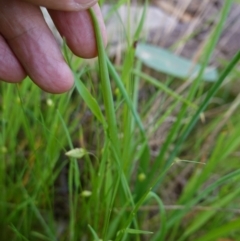 Arthropodium strictum at Glenroy, NSW - 18 Sep 2023 03:37 PM