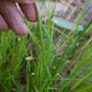 Arthropodium strictum at Glenroy, NSW - 18 Sep 2023