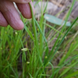 Arthropodium strictum at Glenroy, NSW - 18 Sep 2023 03:37 PM